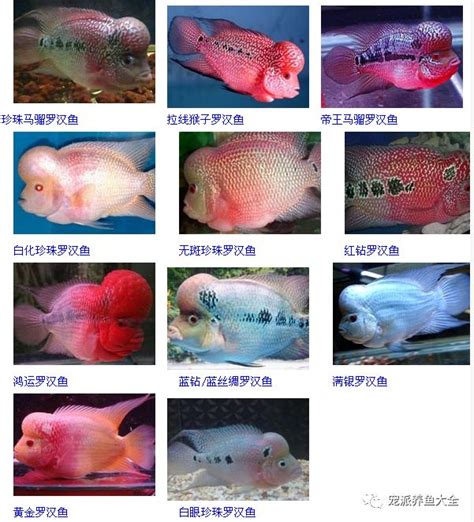 2016年 生肖 品种排名罗汉鱼品种